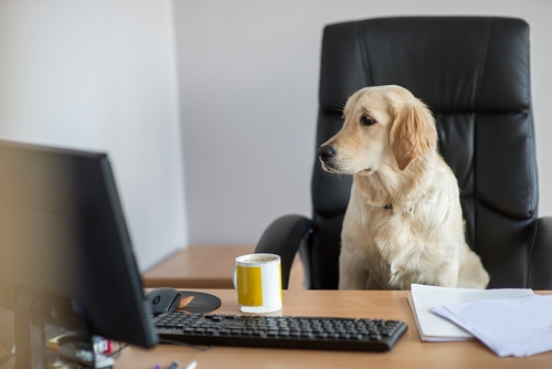 Should employers allow pets in the office? banner