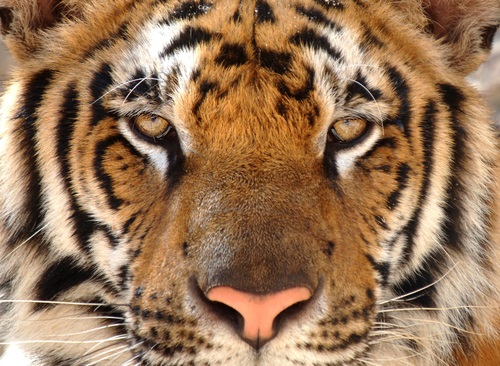 ‘Tiger King’ and the importance of Estate Planning banner